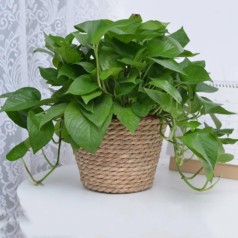 Cesto de Palha para Plantas